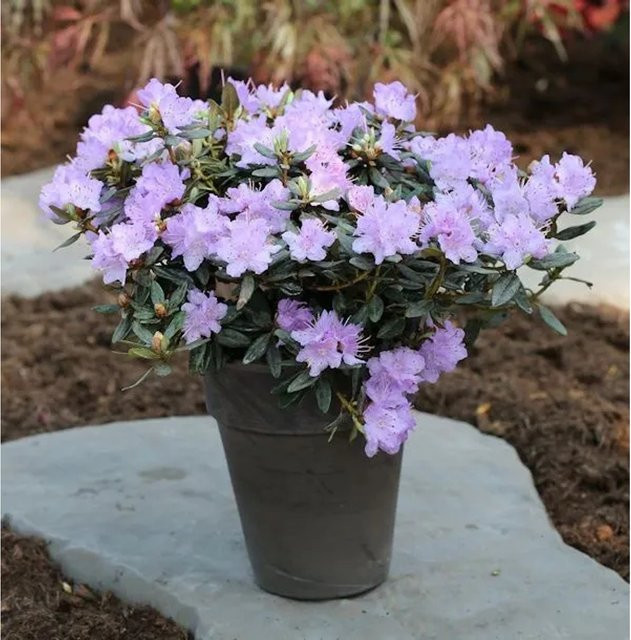 Zwerg Rhododendron Ramapo Rhododendron impeditum Alpenrose von Nr-01.de, Höhe: 50-60 cm - Bild 1