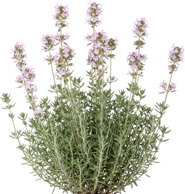 LaCaTho Deutscher Winterthymian Samen Thymus Vulgaris mit 5000 Samen als Küchenkraut - Bild 1