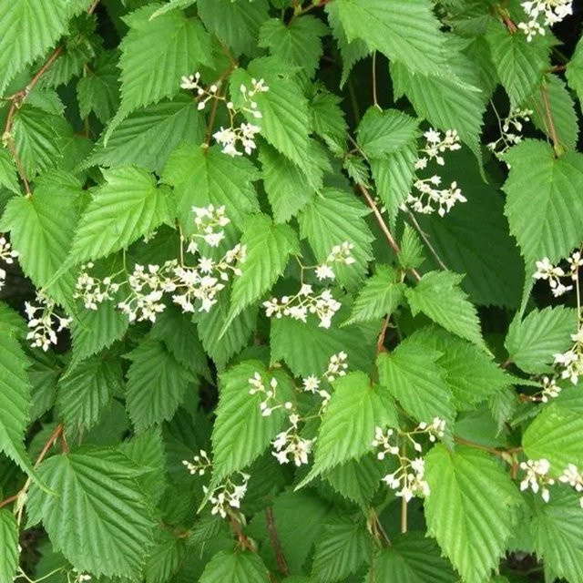 Arborix Kranzspiere Stephanandra tanakae im Container mit Herbstfärbung, Höhe: 30 bis 40 cm - Bild 1