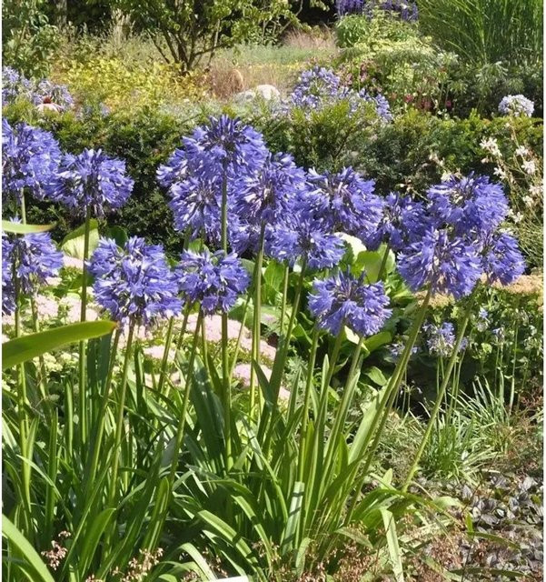 Agapanthus africanus Northern Star Schmucklilie in Blau im Topf von Nr-01.de - Bild 1