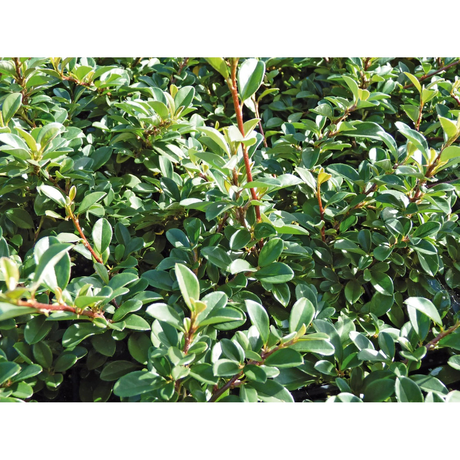 Cotoneaster dammeri Kriechmispel Helix Bodendecker in Topf mit Topf-Ø ca. 9 cm - Bild 2