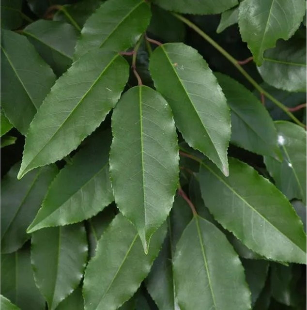 Portugiesische Lorbeerkirsche Prunus usitaminica als grüne Heckenpflanze, Höhe: 80-100 cm - Bild 1