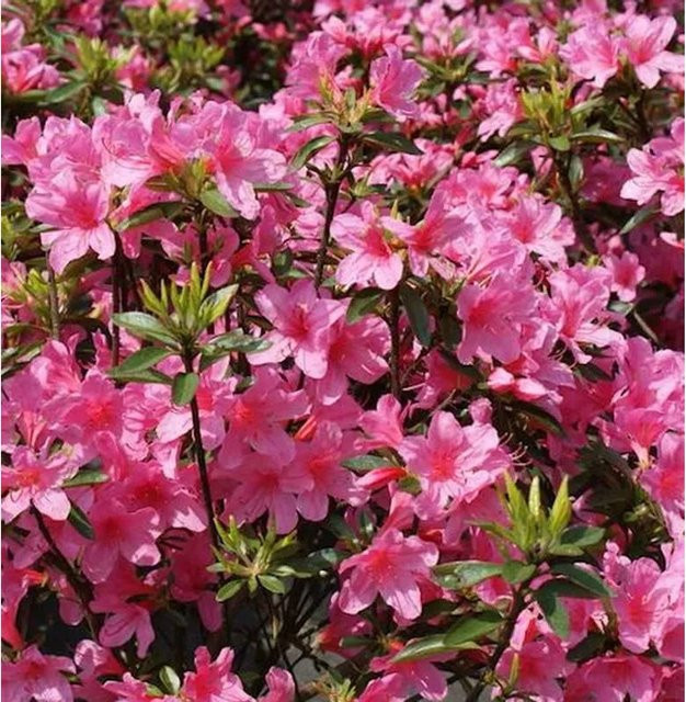 Japanische Azalee Madame Albert Rhododendron obtusum als Hecke in Pink, Höhe: 40-50 cm - Bild 1
