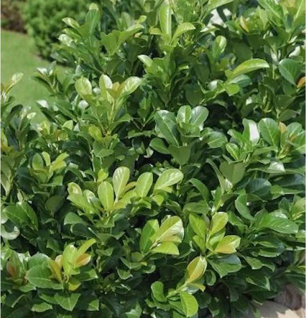 Lorbeerkirsche Kleopatra Prunus laurocerasus als grüne Heckenpflanze für den Garten, Höhe: 60-80 cm - Bild 1