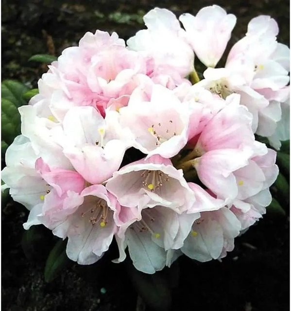 Rhododendron Edelweiß Alpenrose von Nr-01.de als Heckenpflanze für den Garten - Bild 1
