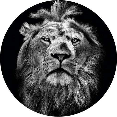 K&L Wall Art Runde Vliestapete Safari König Löwe und Waldtiere, mehrfarbig, matt, B: 153 cm, H: 140 cm - Bild 1