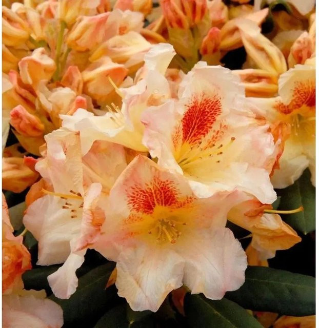 INKARHO Rhododendron Marylou Alpenrose, großblumiger Zierstrauch in Pink, Höhe: 40-50 cm - Bild 1