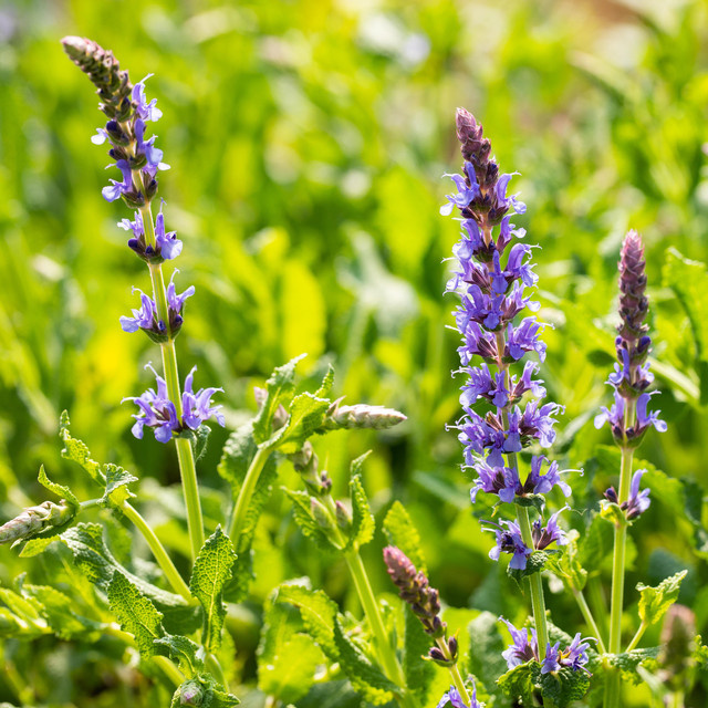 BIO Steppensalbei Blauhügel Salvia von BLUME2000, 3 Stück Stauden - Bild 1