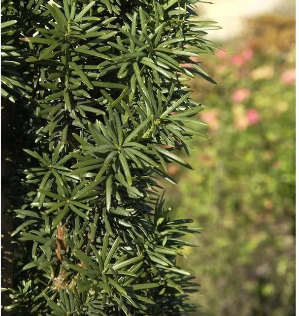 Säuleneibe Taxus baccata Fastigiata Robusta als grüne Heckenpflanze von Nr-01.de, Höhe: 65 cm - Bild 1