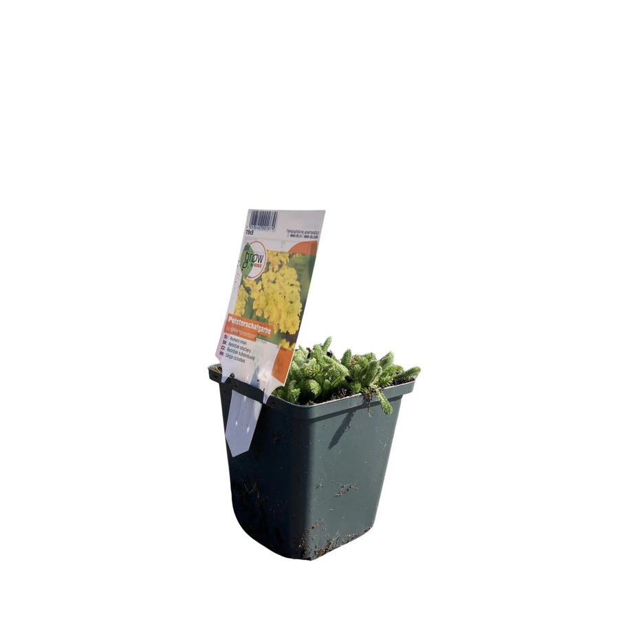 GROW by OBI Polsterschafgarbe Achillea Gelb Bodendecker im Topf - Bild 1