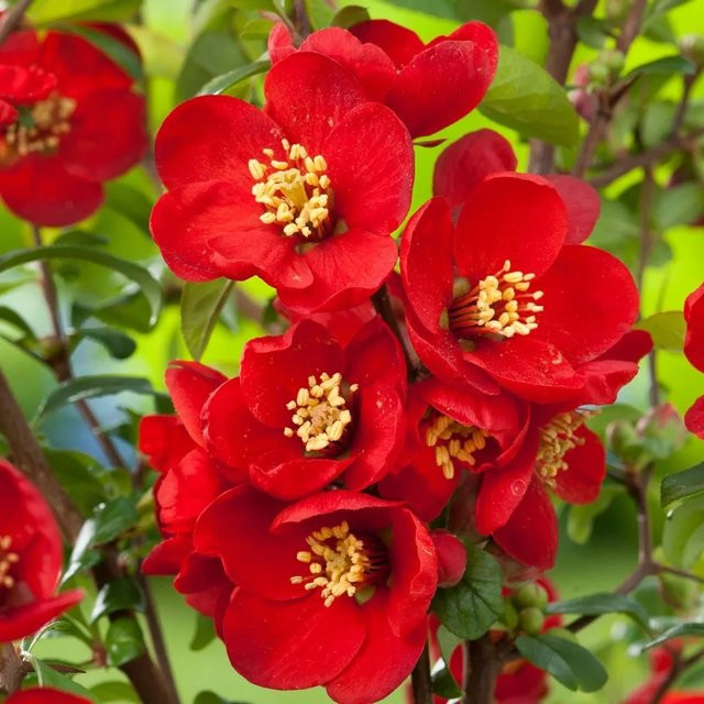 Arborix Zierquitte Nicoline Chaenomeles superba im Container, fruchtbildender Zierstrauch in Rot und Gelb, Höhe: 30 bis 40 cm - Bild 1