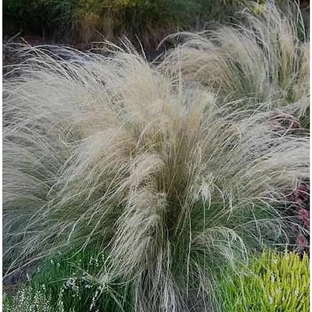 Engelshaargras Stipa tenuissima als beige Zierstaude für den Garten von Nr-01.de - Bild 1