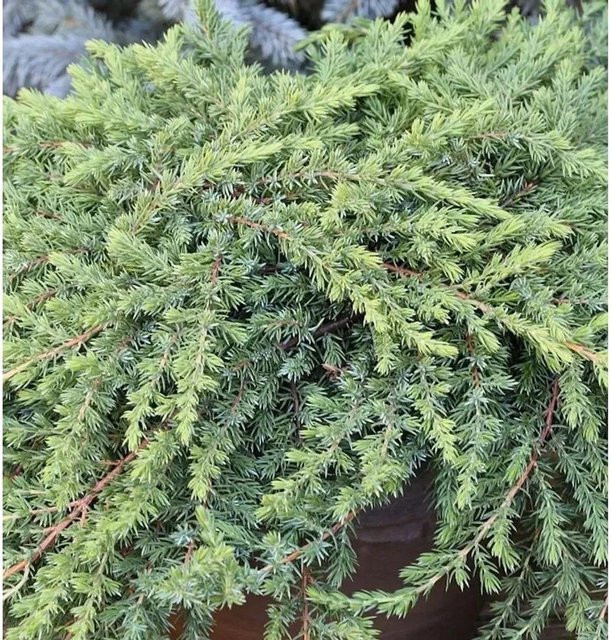 Grüner Kriechwacholder Green Mantle Juniperus squamata von Die Nr-01.de, Höhe: 10-15 cm - Bild 1