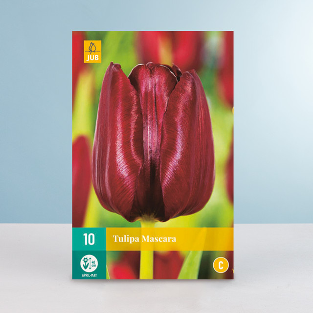 Triumph Tulpe Mascara BLUME2000 Zwiebeln für Garten Balkon und Terrasse, 10 Stück - Bild 1