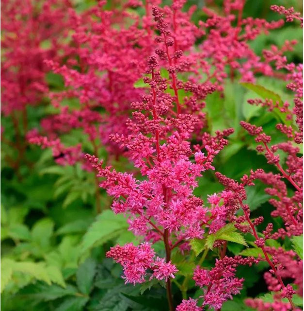 Astilbe arendsii Prachtspiere Visions in Red rote mehrjährige Staude von Nr-01.de - Bild 1