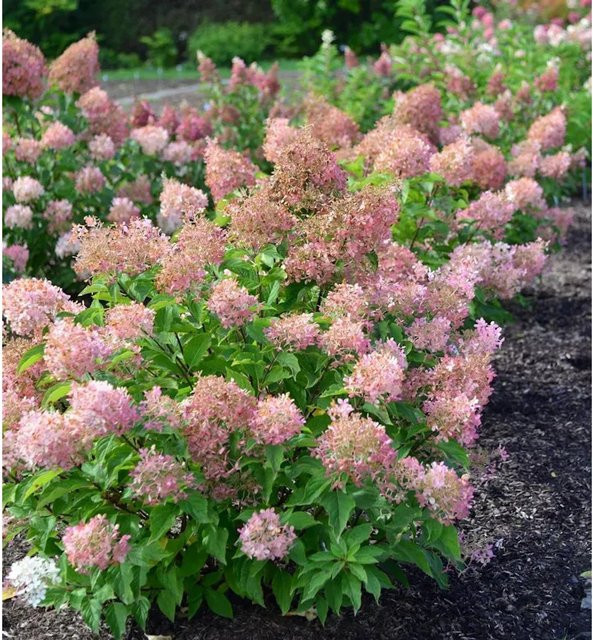 Hochstamm Rispenhortensie Early Sensation Hydrangea paniculata von Nr-01.de, Höhe: 100-125 cm - Bild 1