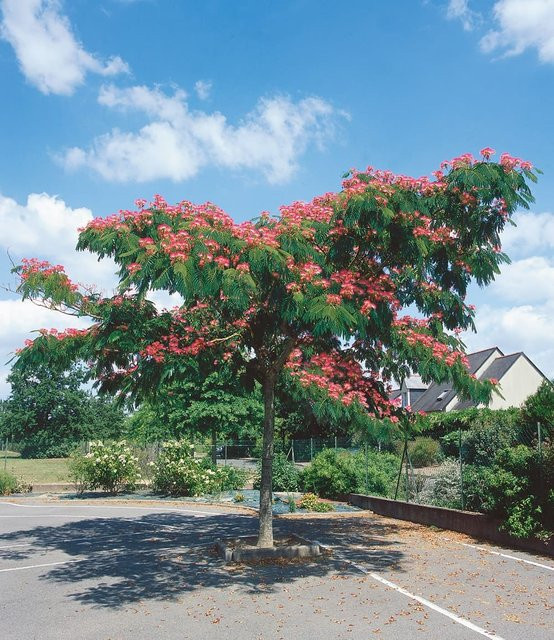 Albizia julibrissin 'Ombrella' Regenbogenbaum - Bild 1