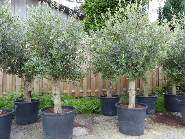 Winterharter XL Olivenbaum Olea Europaea Premiumqualität mit dickem Stamm von Grünwaren - Bild 1