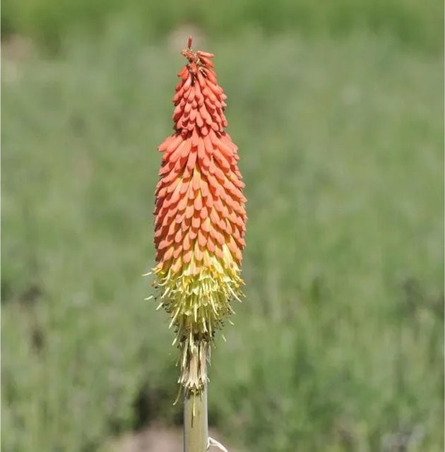 Kniphofia uvaria Fackellilie Royal Castle als mehrjährige Beetpflanze von Nr-01.de - Bild 1