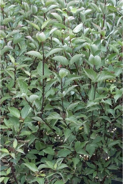 Cornus Alba Kesselringii Hartriegel Dunkelrot Zierstrauch 60–100 cm - Bild 1