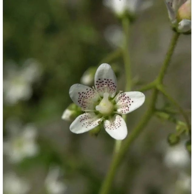 Rundblättriger Steinbrech Saxifraga rotundifolia als mehrjährige Pflanze für feuchte Gartenplätze und Teichränder - Bild 1