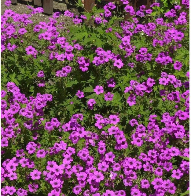 Schwarzäugiger Storchschnabel Ivan Geranium psilostemon als lila mehrjährige Solitärpflanze für den Garten - Bild 1