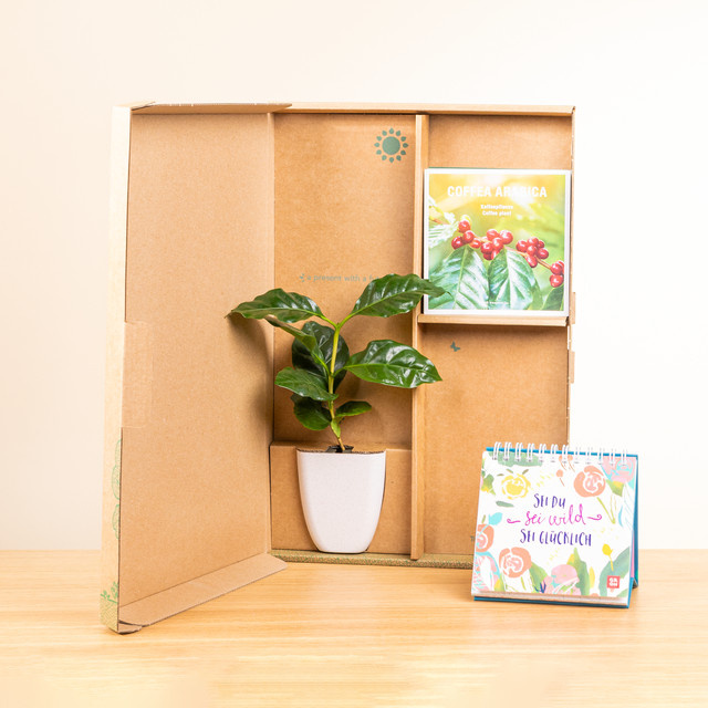 BLUME2000 Pflanztopf Petite Coffee mit Kalender in Grün aus Pflanzenfasern, Höhe: 30,0 cm, Breite: 11,0 cm, Tiefe: 11,0 cm - Bild 1
