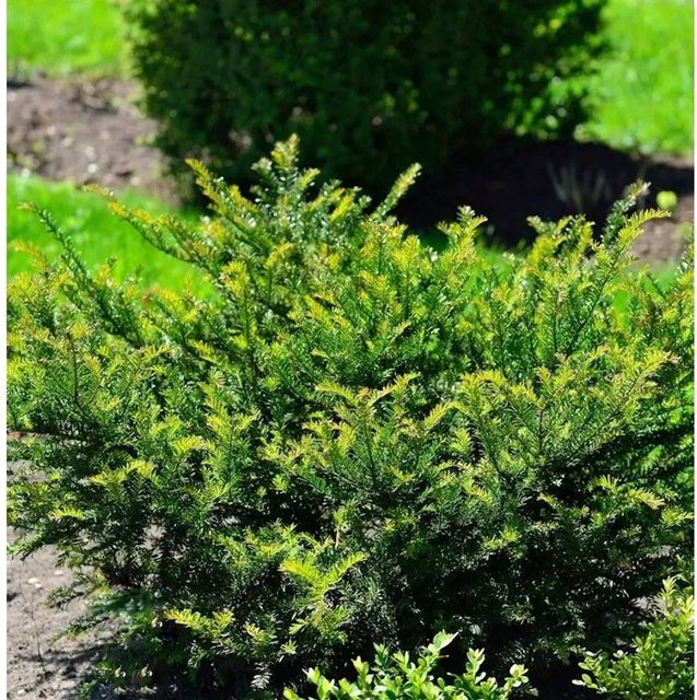 Taxus baccata Eibe als grüne Heckenpflanze und Formgehölz, Höhe: 20-25 cm - Bild 1