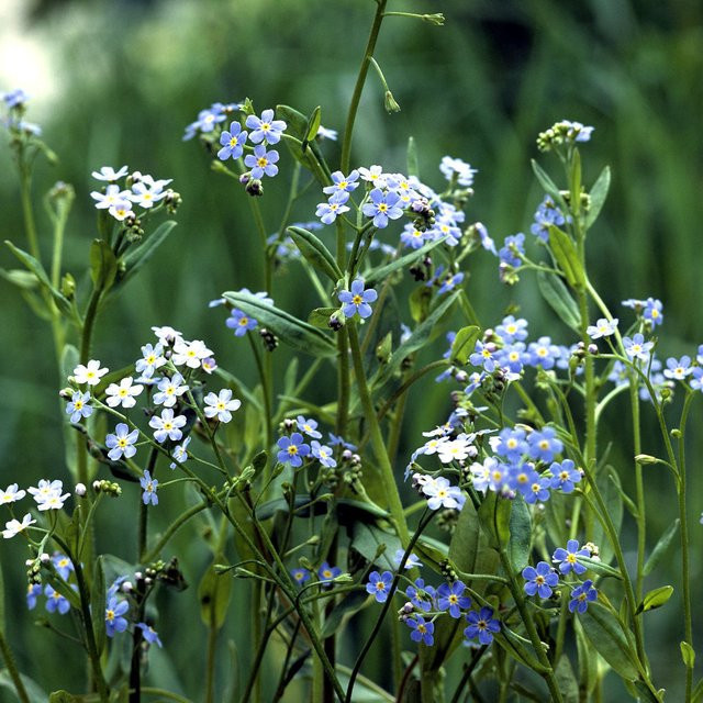 Sumpfvergissmeinnicht Myosotis als mehrjährige Gartenpflanze mit blauen Blüten von Mein schöner Garten Shop - Bild 1