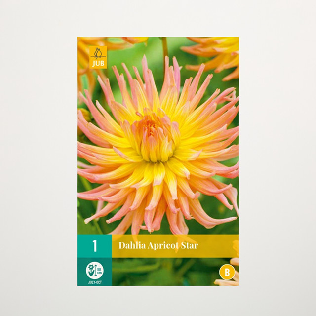 Dahlia Kaktus-Dahlia Apricot Star Knolle von BLUME2000 - Bild 1
