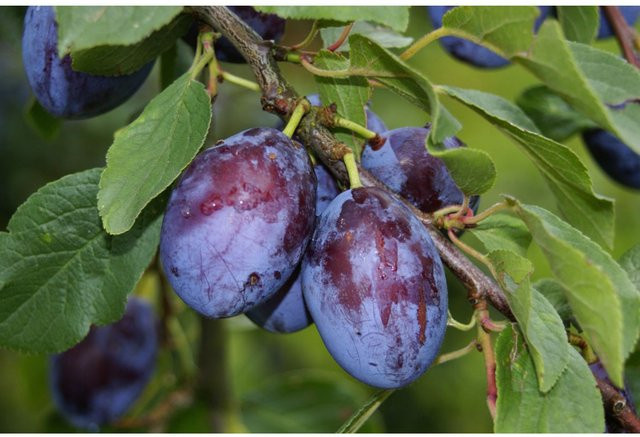 Zwergpflaume Imperial Prunus domestica als mehrjährige Obstpflanze im 5 Liter Container - Bild 1