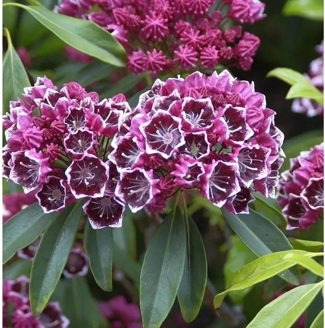Kalmia latifolia Berglorbeer Kaleidoskop Zierstrauch für den Garten - Bild 1