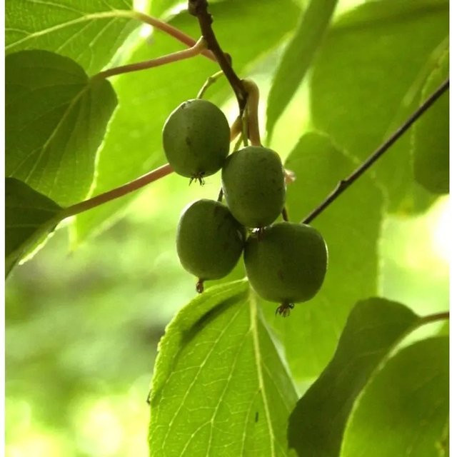 Mini-Kiwi Geneva Actinidia arguta Beerenstrauch von Nr-01.de - Bild 1