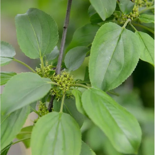 Purgier-Kreuzdorn Rhamnus cathaticus Zwergstrauch grün Höhe: 125-150 cm - Bild 1