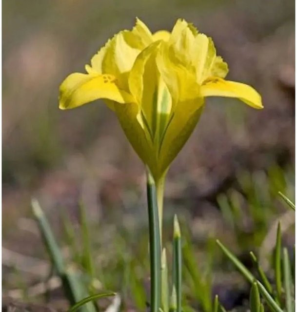 Danford Iris - Gelbe Iris danfordiae Staudenpflanze für Garten, Balkon und Blumentöpfe - Bild 1