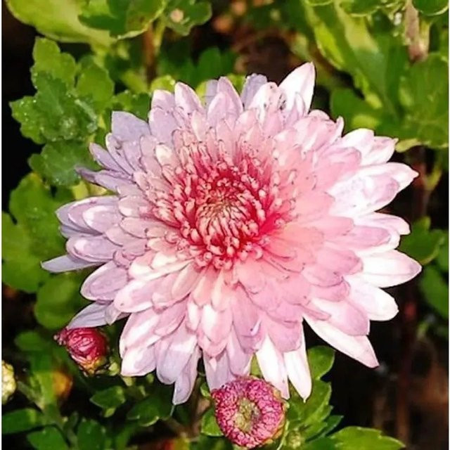 Winteraster Orchid Helen Chrysanthemum hortorum von Die Nr-01.de - Bild 1