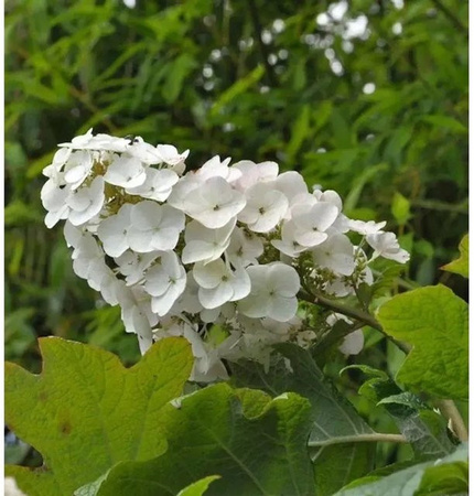 Eichenblättrige Hortensie Snow Queen Hydrangea quercifolia weiß Nr-01.de 80-100 cm