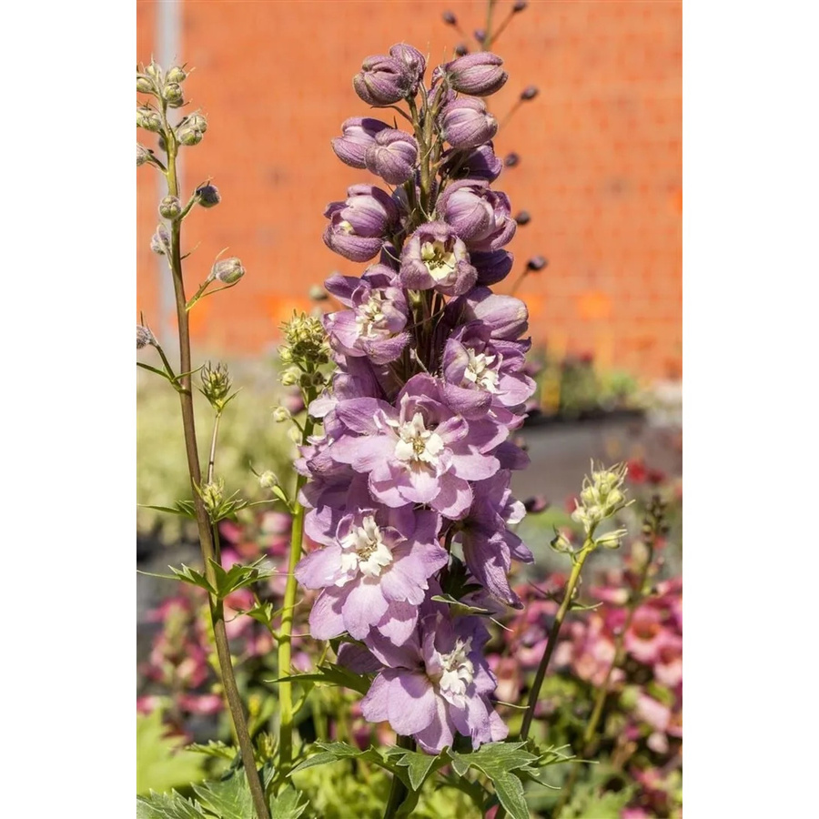 Delphinium Delphina Rose White Bee Pflanze im 2 Liter Container - Bild 2