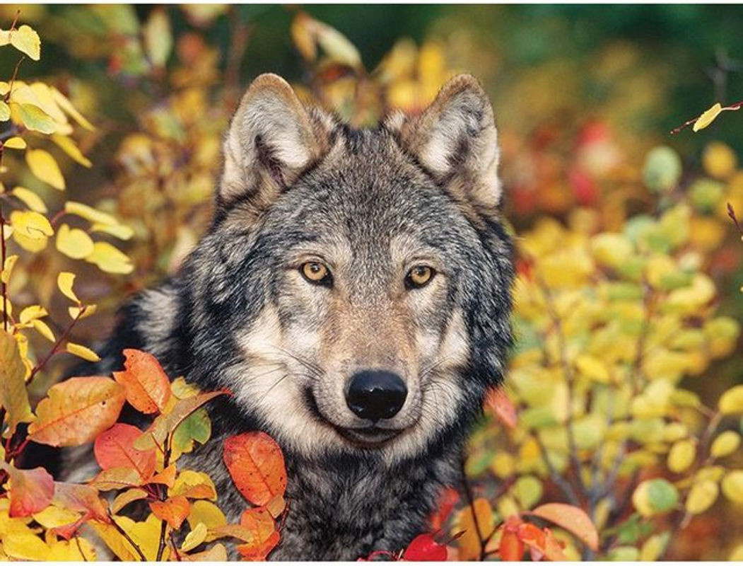 FIYO Diamond Painting Wolf Motiv 5D DIY Stickbilder mit runden Strasssteinen, Mehrfarbig, B x H: 30 x 20 cm - Bild 1