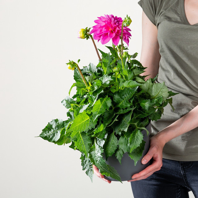 Pinkfarbene Dahlie von BLUME2000 als mehrjährige Gartenblume - Bild 1