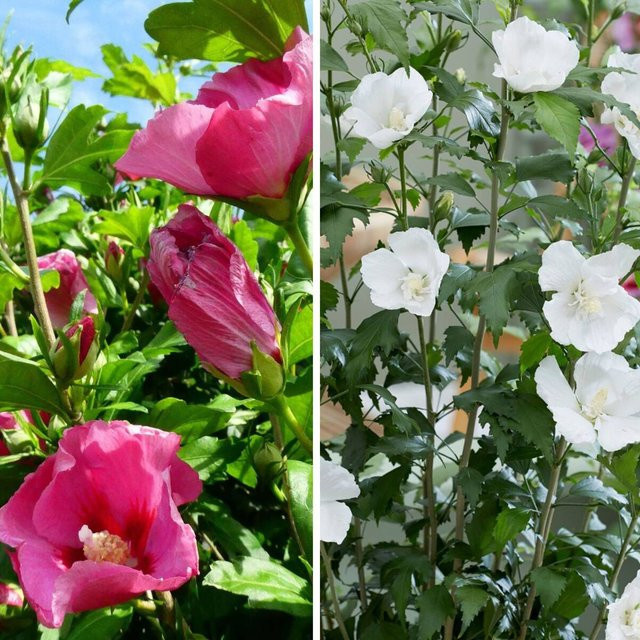 2 Gartenhibiskus Flower Tower White & Ruby von Mein schöner Garten Shop, mehrfarbige Ziersträucher für den Außenbereich - Bild 1