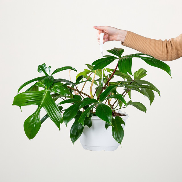 Philodendron Florida Green von BLUME2000, grüne Zimmerpflanze mit herzförmigen Blättern - Bild 1