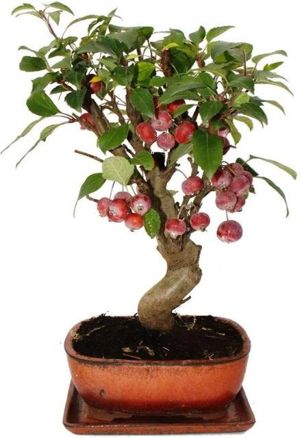 Exotenherz Bonsai Zierapfel Malus Apfelbaum mit Schale und Untersetzer, ca. 12 Jahre alt - Bild 1