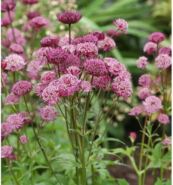 Astrantia major Sterndolde Star of Beauty als mehrjährige Zierpflanze in Rot und Pink - Bild 1