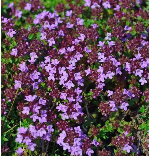 Nr-01.de Kümmel Thymian Thymus herba-barona als mehrjährige Staude im Topf - Bild 1