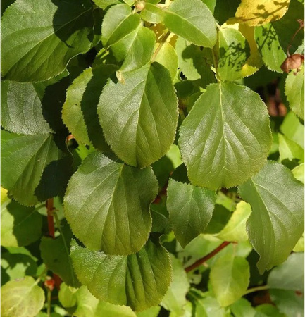 Kletternde Hortensie Hydrangea petiolaris Cordifolia in Grün, Höhe: 150 cm