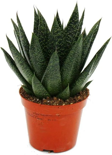Exotenherz Sukkulente Gasteria D Due G, Grün, Topfgröße: 8,5 cm - Bild 1