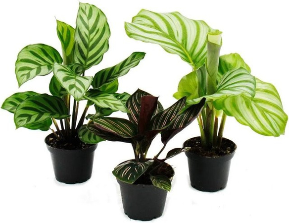 Exotenherz Calathea Schattenpflanzen 3er Set mit ausgefallenem Blattmuster, Höhe: 20 cm