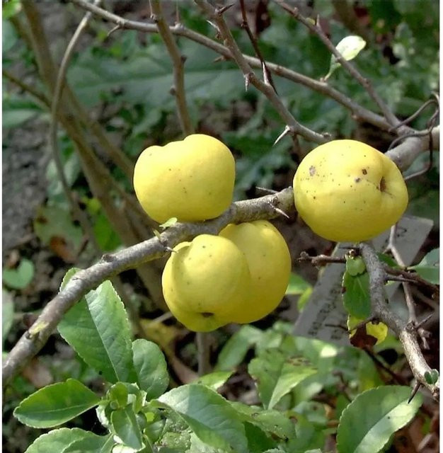 Zierquitte Chaenomeles Andenken an Carl Ramcke Heckenpflanze für deinen Garten - Bild 1