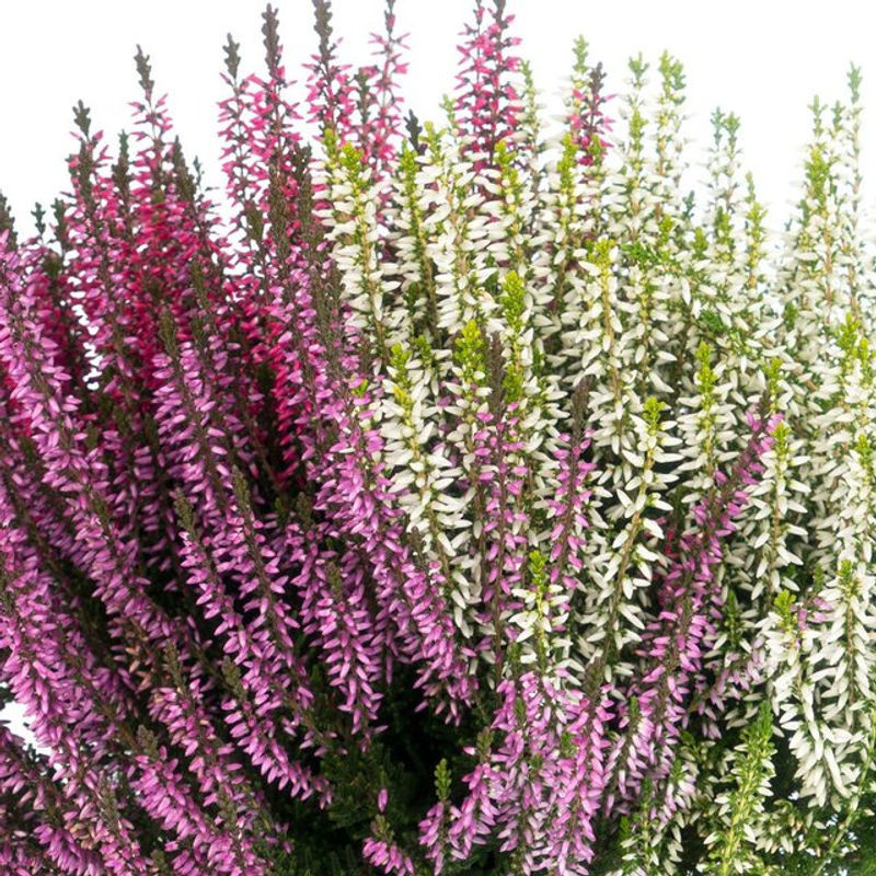 Besenheide Trio Gardengirls in Lila, Weiß und Rot - Bild 1